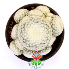 Mammillaria Humboldtii-Bembeyaz Dikenli Kaktüs-Çok Nadir Tür-8,5 cm Saksıda