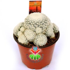 Mammillaria Humboldtii-Bembeyaz Dikenli Kaktüs-Çok Nadir Tür-8,5 cm Saksıda