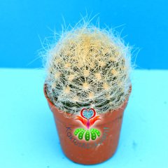 Neoporteria Nidus Gerocephala-Pembe Çiçek Açan Nadir Tür Kaktüs-5,5 cm Saksıda