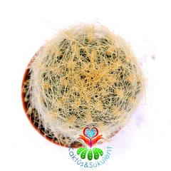 Neoporteria Nidus Gerocephala-Pembe Çiçek Açan Nadir Tür Kaktüs-5,5 cm Saksıda