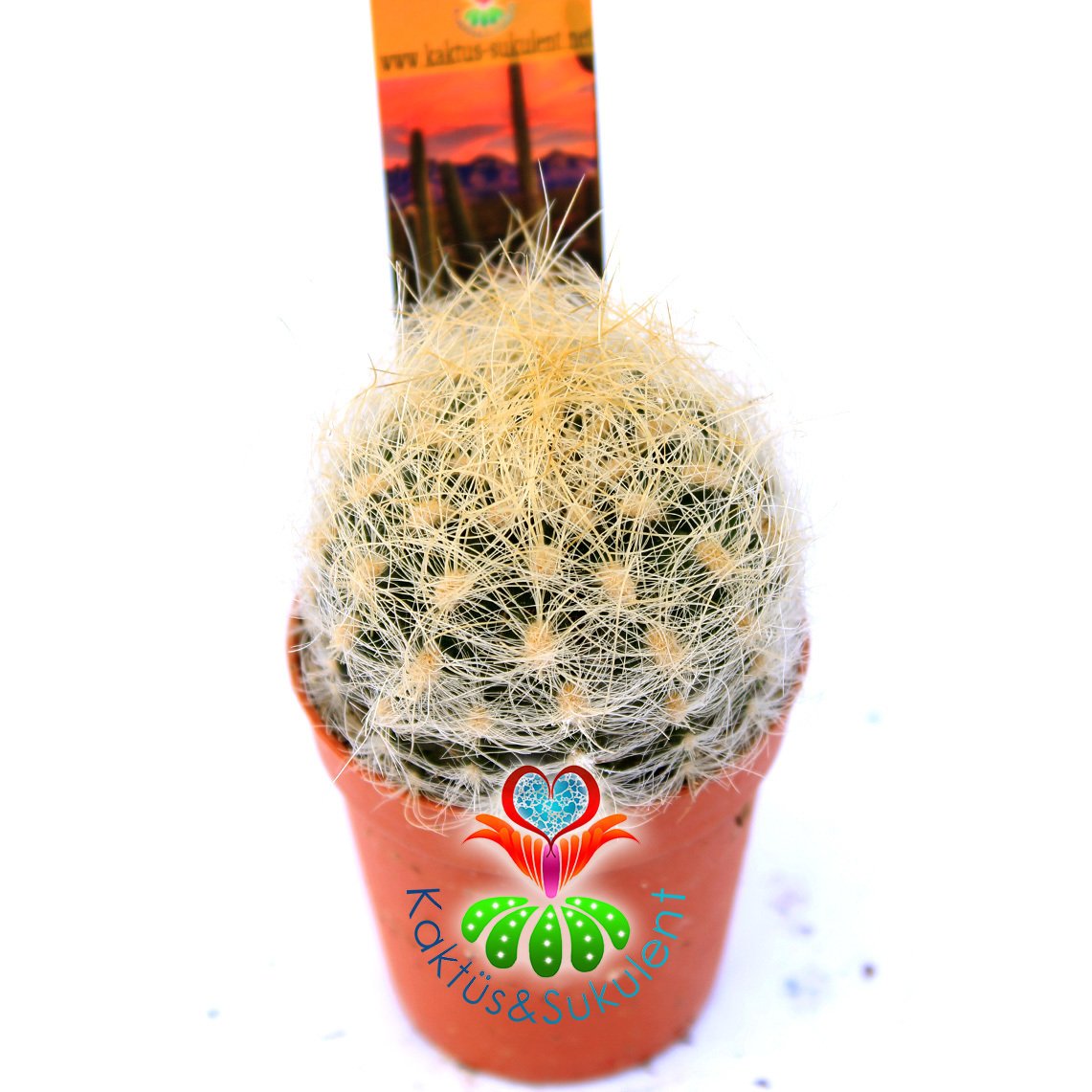 Neoporteria Nidus Gerocephala-Pembe Çiçek Açan Nadir Tür Kaktüs-5,5 cm Saksıda