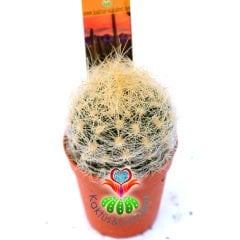 Neoporteria Nidus Gerocephala-Pembe Çiçek Açan Nadir Tür Kaktüs-5,5 cm Saksıda