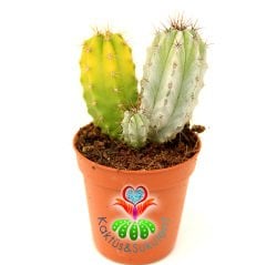 Sarı Ve Gri Kaktüs,Polaskia Chichipe- 1 Saksıda En Az 2 Adet 1.Sınıf- 5,5 cm saksıda-Sukulent