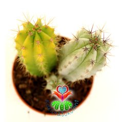 Sarı Ve Gri Kaktüs,Polaskia Chichipe- 1 Saksıda En Az 2 Adet 1.Sınıf- 5,5 cm saksıda-Sukulent