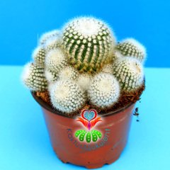 Notocactus Scopa Marchesii-Bembayaz Dikenli ve Yavrulu Kaktüs-8,5 cm Saksıda