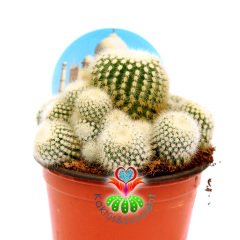 Notocactus Scopa Marchesii-Bembayaz Dikenli ve Yavrulu Kaktüs-8,5 cm Saksıda