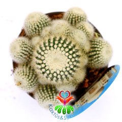 Notocactus Scopa Marchesii-Bembayaz Dikenli ve Yavrulu Kaktüs-8,5 cm Saksıda