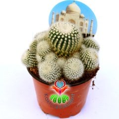 Notocactus Scopa Marchesii-Bembayaz Dikenli ve Yavrulu Kaktüs-8,5 cm Saksıda