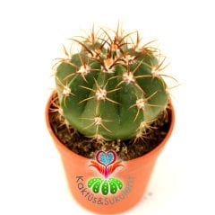 Kaktüs,Melocactus Guaricensis Parlak Renkli-Şapkası Çıkar-Şirin 1.Sınıf- 8 cm saksıda-Sukulent