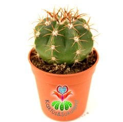 Kaktüs,Melocactus Guaricensis Parlak Renkli-Şapkası Çıkar-Şirin 1.Sınıf- 8 cm saksıda-Sukulent