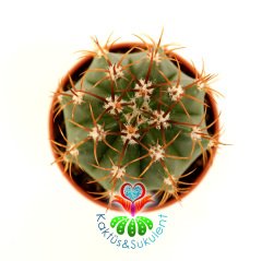 Kaktüs,Melocactus Guaricensis Parlak Renkli-Şapkası Çıkar-Şirin 1.Sınıf- 8 cm saksıda-Sukulent