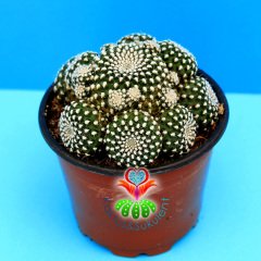 Rebutia Krainziana -Kırmızı Renk Çiçek Açan Nadir Kaktüs-8,5 cm Saksıda