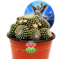 Rebutia Krainziana -Kırmızı Renk Çiçek Açan Nadir Kaktüs-8,5 cm Saksıda