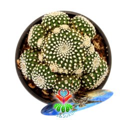 Rebutia Krainziana -Kırmızı Renk Çiçek Açan Nadir Kaktüs-8,5 cm Saksıda