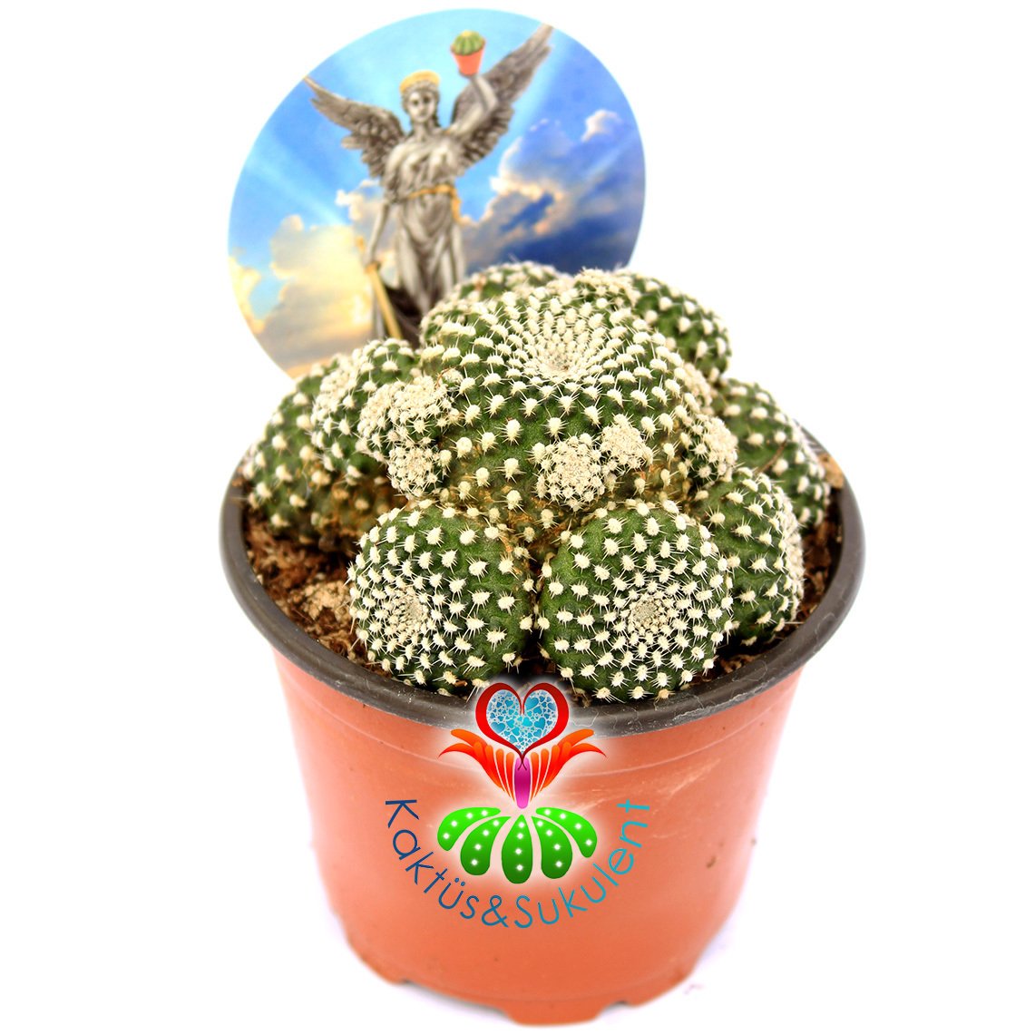 Rebutia Krainziana -Kırmızı Renk Çiçek Açan Nadir Kaktüs-8,5 cm Saksıda