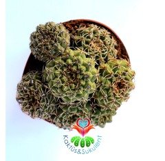 Kaktüs,Gymnocalycium Quehlianum-1 Saksıda 3 Adet MükemmelÇiçek Açar-1.Sınıf- 8,5 cm saksıda-Sukulent