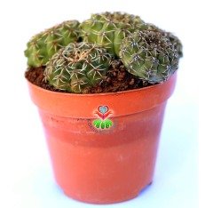 Kaktüs,Gymnocalycium Quehlianum-1 Saksıda 3 Adet MükemmelÇiçek Açar-1.Sınıf- 8,5 cm saksıda-Sukulent