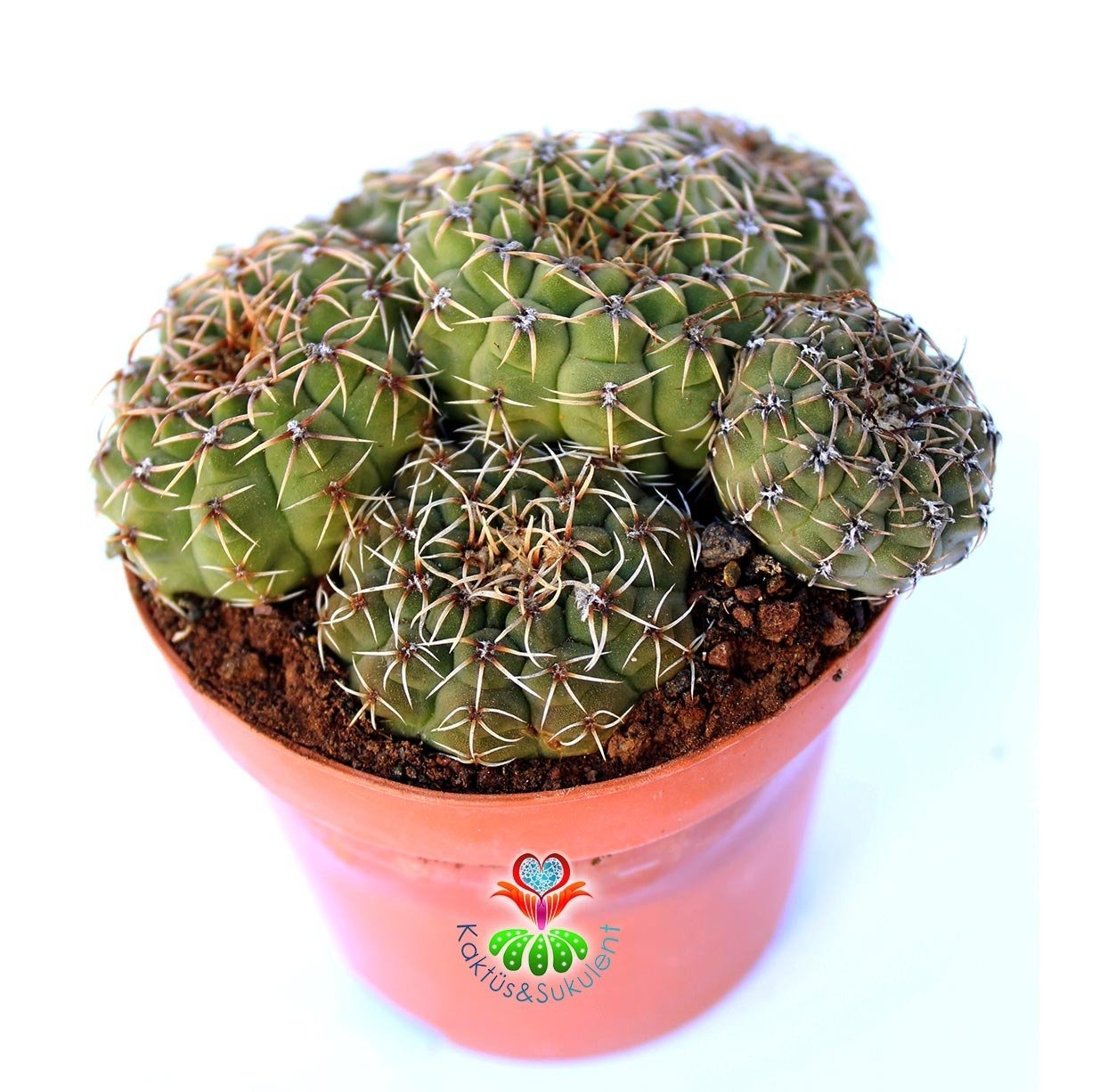 Kaktüs,Gymnocalycium Quehlianum-1 Saksıda 3 Adet MükemmelÇiçek Açar-1.Sınıf- 8,5 cm saksıda-Sukulent