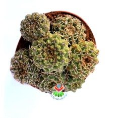 Kaktüs,Gymnocalycium Quehlianum-1 Saksıda 3 Adet MükemmelÇiçek Açar-1.Sınıf- 8,5 cm saksıda-Sukulent