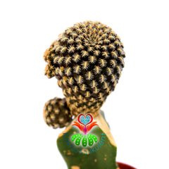 Sulcorebutia Augustinii-Çok Nadir Tür Kaktüs-Aşılı-5,5 cm Saksıda