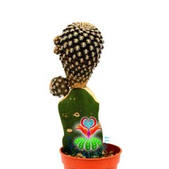 Sulcorebutia Augustinii-Çok Nadir Tür Kaktüs-Aşılı-5,5 cm Saksıda