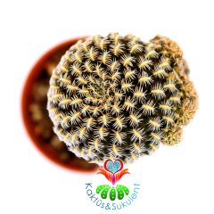 Sulcorebutia Augustinii-Çok Nadir Tür Kaktüs-Aşılı-5,5 cm Saksıda