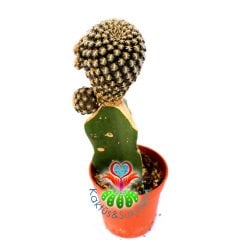 Sulcorebutia Augustinii-Çok Nadir Tür Kaktüs-Aşılı-5,5 cm Saksıda