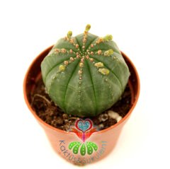 Kaktüs, Euphorbia Obesa-Çok Şık Dikensiz Top Kaktüs-Nadir Tür-5,5 cm Saksıda -Teraryum,Sukulent