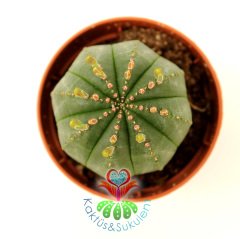 Kaktüs, Euphorbia Obesa-Çok Şık Dikensiz Top Kaktüs-Nadir Tür-5,5 cm Saksıda -Teraryum,Sukulent