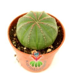 Kaktüs, Euphorbia Obesa-Çok Şık Dikensiz Top Kaktüs-Nadir Tür-5,5 cm Saksıda -Teraryum,Sukulent