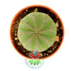 Kaktüs, Euphorbia Obesa-Çok Şık Dikensiz Top Kaktüs-Nadir Tür-5,5 cm Saksıda -Teraryum,Sukulent