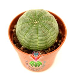 Kaktüs, Euphorbia Obesa-Çok Şık Dikensiz Top Kaktüs-Nadir Tür-5,5 cm Saksıda -Teraryum,Sukulent