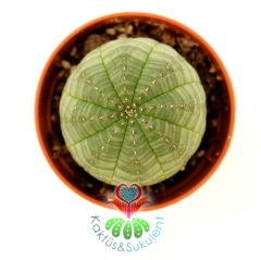 Kaktüs, Euphorbia Obesa-Çok Şık Dikensiz Top Kaktüs-Nadir Tür-5,5 cm Saksıda -Teraryum,Sukulent