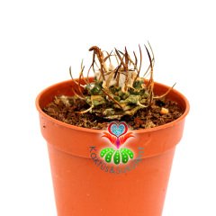 Turbinicarpus Schmiedickeanus-Çok Nadir Tür Kaktüs-5,5 cm Saksıda-Yetişkin Halde