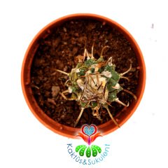 Turbinicarpus Schmiedickeanus-Çok Nadir Tür Kaktüs-5,5 cm Saksıda-Yetişkin Halde