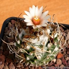Turbinicarpus Schmiedickeanus-Çok Nadir Tür Kaktüs-5,5 cm Saksıda-Yetişkin Halde