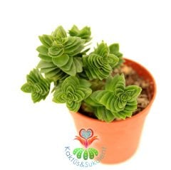 Sukulent,Crassula Estagnol Spiralis-Piramid Formlu Sıradışı -Çapraz Yapraklı 5,5 cm Saksıda-Teraryum,Kaktüs