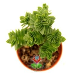 Sukulent,Crassula Estagnol Spiralis-Piramid Formlu Sıradışı -Çapraz Yapraklı 5,5 cm Saksıda-Teraryum,Kaktüs