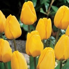 Sarı Lale Soğanı-Tulpen Golden Apeldoorn-1 Adet Soğan-55 cm Büyüklükte Bitki Çıkarır