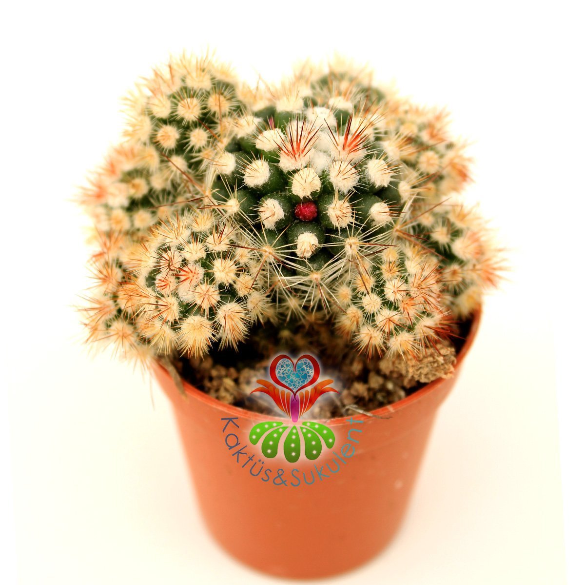 Kaktüs, Mammillaria Gracilis var. Texensis Yavrulu-Pembe Çiçek Açar-5,5 cm Saksıda-Teraryum,Sukulent