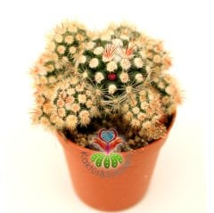 Kaktüs, Mammillaria Gracilis var. Texensis Yavrulu-Pembe Çiçek Açar-5,5 cm Saksıda-Teraryum,Sukulent