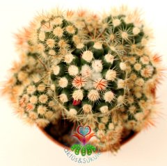 Kaktüs, Mammillaria Gracilis var. Texensis Yavrulu-Pembe Çiçek Açar-5,5 cm Saksıda-Teraryum,Sukulent