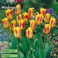 Sarı Kırmızı Lale Soğanı-Tulpen Washington-10 Adet Soğan-55 cm Büyüklükte Bitki Çıkarır