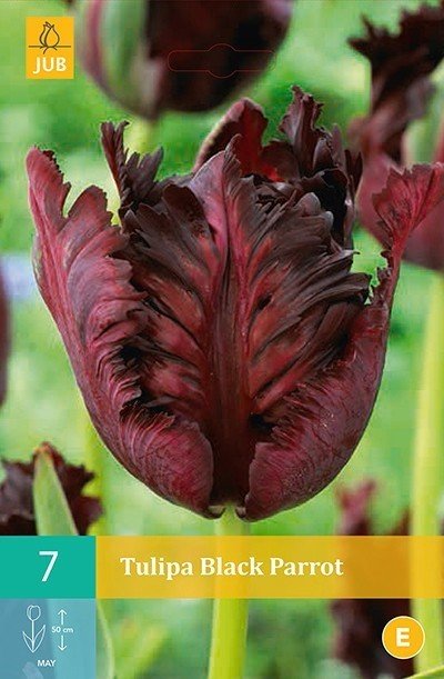 Siyah-Bordo Lale Soğanı-Tulpen Black Parrot-7 Adet Soğan-40 cm Büyüklükte Bitki Çıkarır
