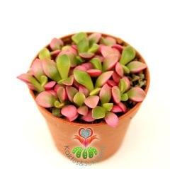 Sukulent, Anacampseros Telephiastrum Variegata 'Sunrise' -Mükemmel Renkli -5,5 cm Saksıda-Kaktüs