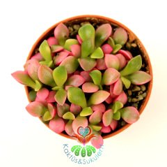 Sukulent, Anacampseros Telephiastrum Variegata 'Sunrise' -Mükemmel Renkli -5,5 cm Saksıda-Kaktüs