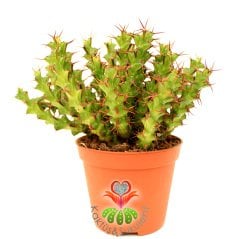 Kaktüs, Euphorbia Erigavensis-Nadir Tür-Minik Sarı Çiçek Açar -8,5 cm Saksıda-Teraryum,Sukulent