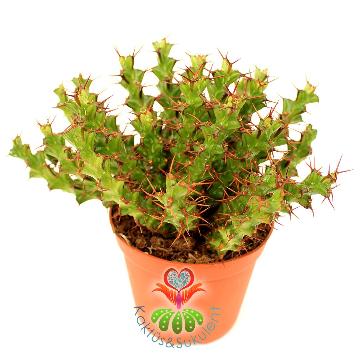 Kaktüs, Euphorbia Erigavensis-Nadir Tür-Minik Sarı Çiçek Açar -8,5 cm Saksıda-Teraryum,Sukulent
