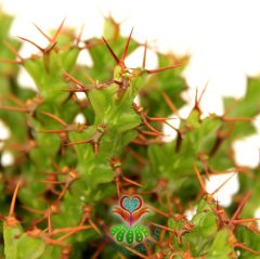 Kaktüs, Euphorbia Erigavensis-Nadir Tür-Minik Sarı Çiçek Açar -8,5 cm Saksıda-Teraryum,Sukulent