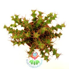 Kaktüs, Euphorbia Erigavensis-Nadir Tür-Minik Sarı Çiçek Açar -8,5 cm Saksıda-Teraryum,Sukulent